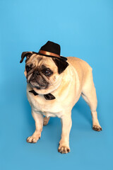 Fototapeta premium Cute stylish dogs and their emotions.