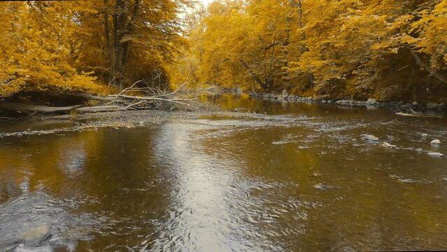 4K Drone aerial footage along a river in autumn. Fall colors, trees, changing seasons.
