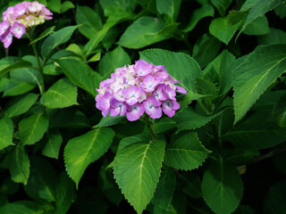 pink and white hydrangea flowers