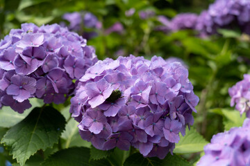 purple hydrangea flowers