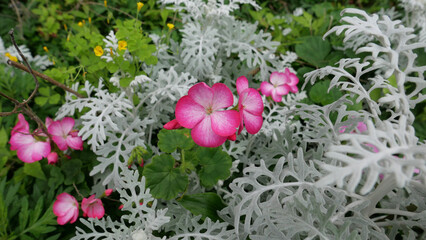 pink flowers in garden