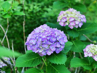 pink and white hydrangea flowers