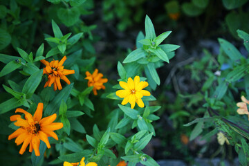 yellow flowers in the garden