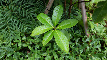 close up of green leaves