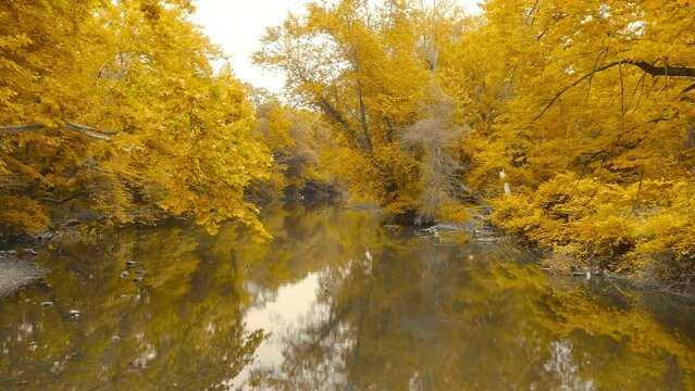4K Drone aerial footage along a river in autumn. Fall colors, trees, changing seasons.
