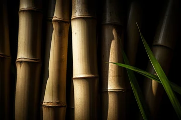Gardinen A close-up photo of a group of bamboo stalks on a black background © Suplim