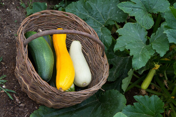 Zucchinis of different colors in a basket in a garden