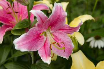 Lily flower blooming in a garden in close up