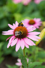 Bumblebees on the Echinacea flower