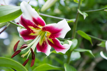 Lily flower blooming in a garden in close up