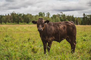 Isolated angus calf in summer pasture 