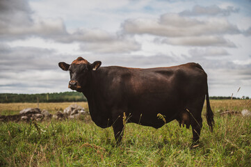 Black and brown canadian cow in summer pasture 