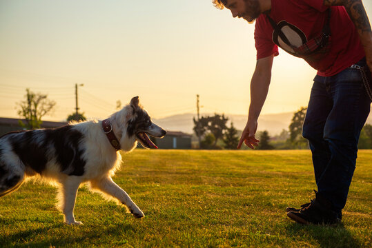 young man teaching his border collie dog the command "come here" at sunset in a field. dog training