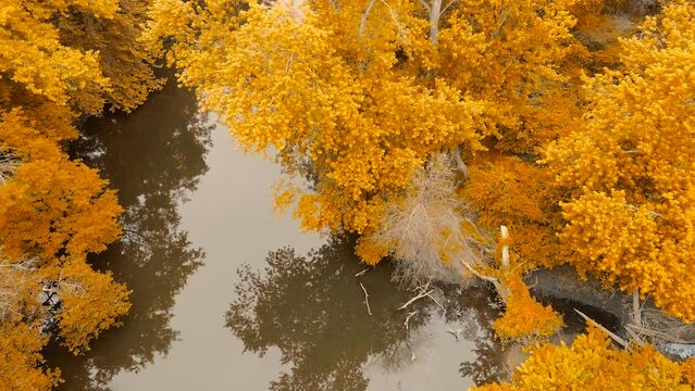 4K Drone aerial footage along a river in autumn. Fall colors, trees, changing seasons.