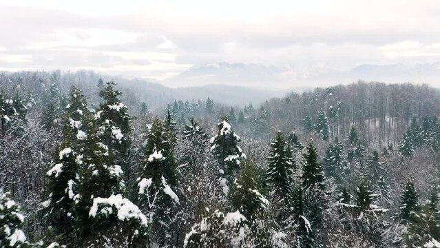 Flying Just Over Spruce, Coniferous, Pine Forest Covered in Snow On Cold, Frozen Morning Fog, Mist Covering The Whole Environment In Winter With Kamnik&ndash;Savinja Alps, Mountains, Hills In Background.