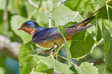 Barn Swallow Perched in Tree