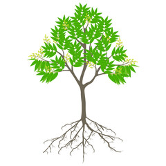 Sapindus soap tree with flowers on a white background. © zxczxc80