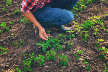 soybean sprouts on the field growing in the hands of a farmer. Selective focus.