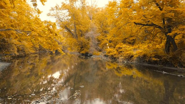 4K Drone aerial footage along a river in autumn. Fall colors, trees, changing seasons.