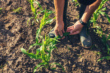 Corn sprouts on the field grow in the hands of the farmer. Selective focus.