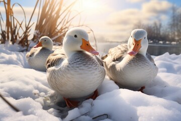 Ducks are standing in the snow near the pond - Powered by Adobe