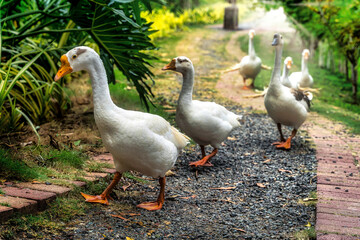 Geese walking on a path on one of the Philippine islands