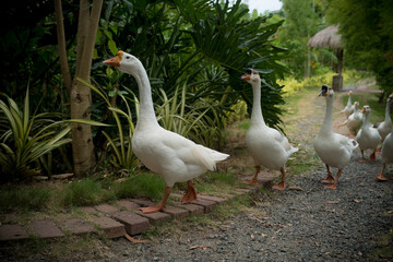 Geese walking on a path on one of the Philippine islands