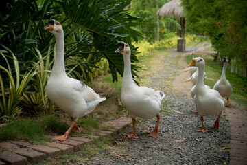Geese walking on a path on one of the Philippine islands