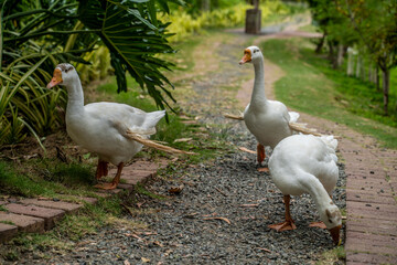 Geese walking on a path on one of the Philippine islands