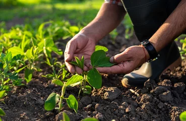Plexiglas foto achterwand soybean sprouts on the field growing in the hands of a farmer. Selective focus. © yanadjan