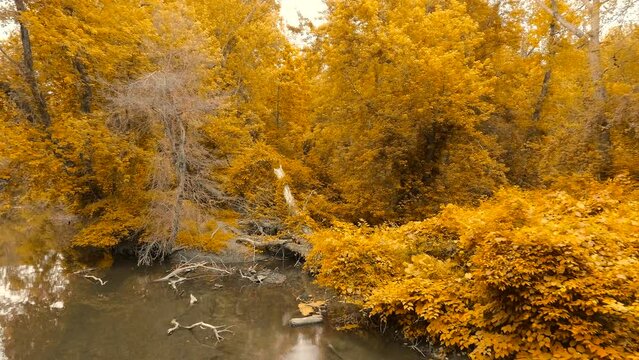 4K Drone aerial footage along a river in autumn. Fall colors, trees, changing seasons.