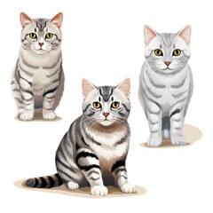American Shorthair Cats Isolated On Transparent Background