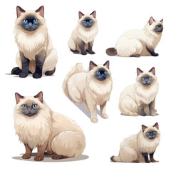 Set of Birman Cats Isolated On Transparent Background