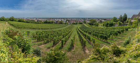 Obernai, France - 09 03 2023: Alsatian Vineyard. Panoramic view of vine fields along the wine route...