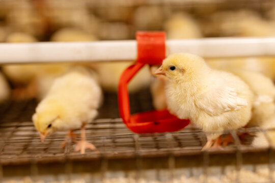 egg factory plant agriculture poultry chicken farm