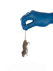 doctor hand with mouse isolated on white background