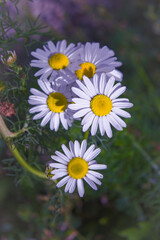 Obraz premium Flower of garden or medicinal chamomile Matricaria recutita . The concept of naturalness. Wallpaper, poster with a natural background.