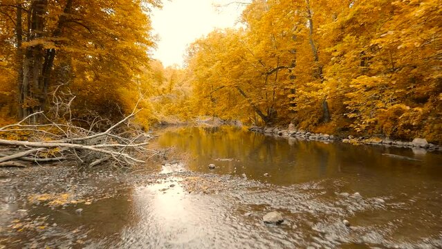 4K Drone aerial footage along a river in autumn. Fall colors, trees, changing seasons.