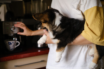 Pembroke Welsh Corgi Tri colored puppy on the hands helps to make coffee