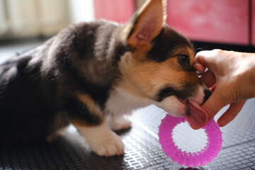 Pembroke Welsh Corgi Tri colored puppy plays with a toy
