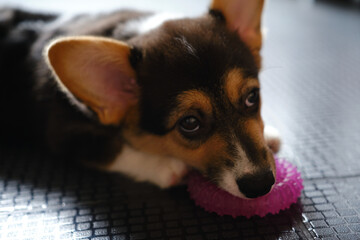 Pembroke Welsh Corgi Tri colored puppy plays with a toy