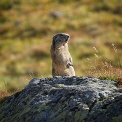 Tatra marmot