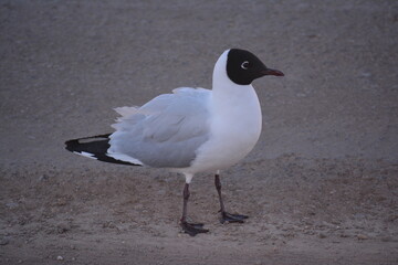 Black-headed Andean Gull in Atacama Chile