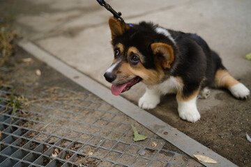 Pembroke Welsh Corgi Tri colored puppy. Unhappy corgi puppy does not want to go for a walk. Tired little corgi on a leash