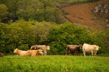 Autumnal landscape in northern Navarre, Spain.