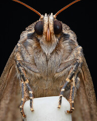 Portrait of a brown Owlet Moth, standing on a white eraser-tip pencil, black background (Mouse Moth, Amphipyra tragopoginis)