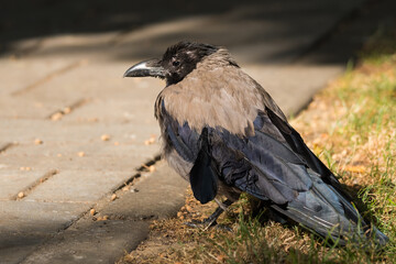 A Crow is Resting in the Grass near the Road on a Beautiful Autumn Day