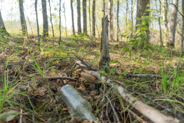 The mushroom under the dry wood next to broken tree behind the glass bottle un the autumn wood