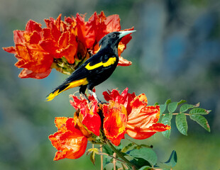 Yellow-winged Cacique perched, or in flight, in Mexico