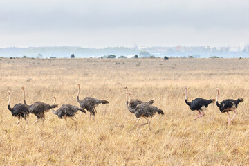 Flock of Ostriches Running Across Savannah